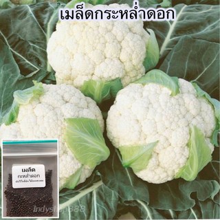 เมล็ดพันธุ์ กะหล่ำดอก ผักสวนครัว 250 เมล็ด [ 10 เเถม 1 คละได้ ]