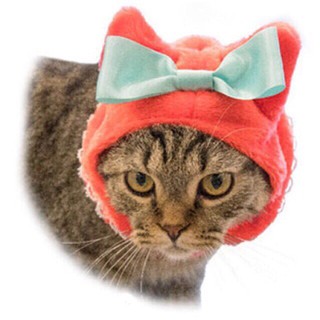 หมวกน้องแมว สุนัขพันธุ์เล็ก หนูน้องหมวกแดง