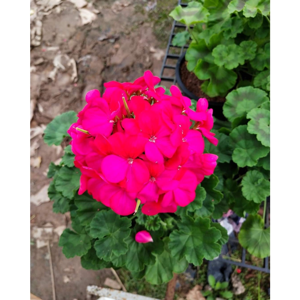 1กระถาง-มี4สีให้เลือก-vาย-ต้นพันธุ์-ดอก-ต้น-เจอราเนียม-geranium-สวนนายนนท์ใจ