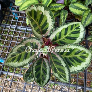 คล้าแองเจล่า 🌿 Calathea Angela 🌿 กระถาง8นิ้ว