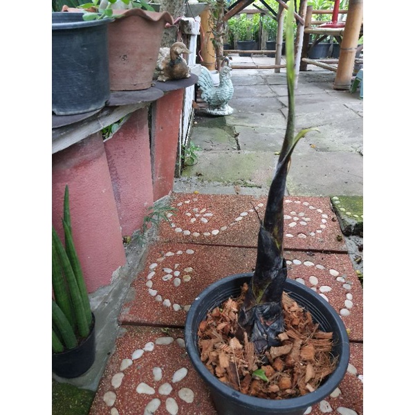 หน่อ-กล้วยตานี-ดำ1หน่อสูง50cm-ลักษณะลำต้นออกสีดำใบสีเขียวใหญ่ยาว-การใช้ประโยชน์