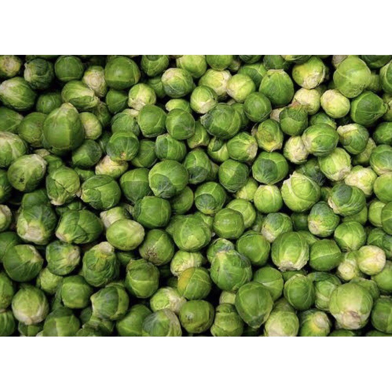 เมล็ดพันธุ์-กะหล่ำปลีดาว-เมล็ด-brussels-sprouts-กะหล่ำดาว50-เมล็ด-ไม่ใช่พืชที่มีชีวิต