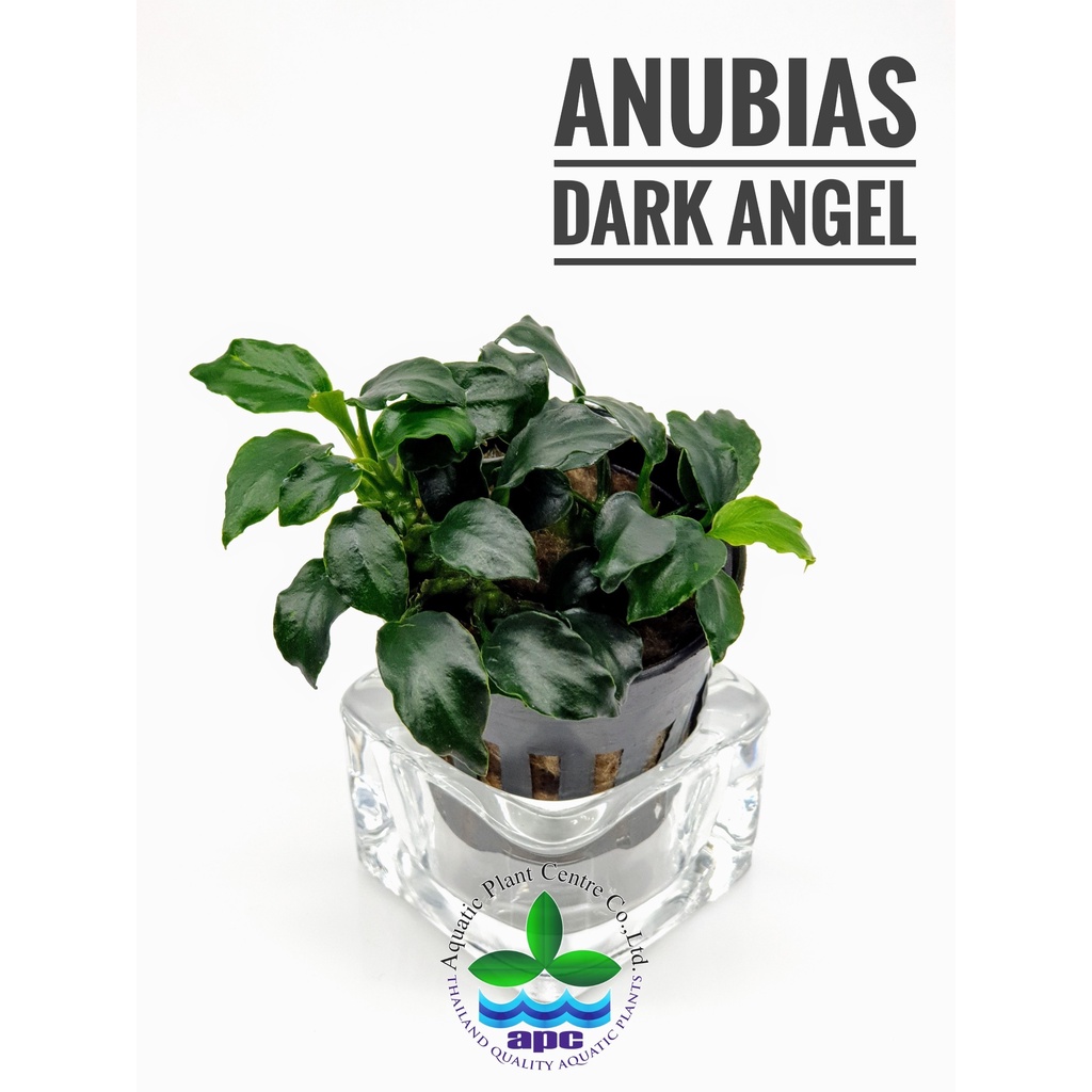 apc-anubias-barteri-dark-angel-อนูเบียส-ดาร์คแองเจิล-ไม้น้ำ-aquatic-plants