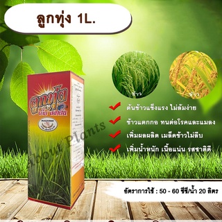 ลูกทุ่ง 1L. ธาตุอาหารรอง ธาตุอาหารเสริม ฮอร์โมนพืช ไม่ล้มง่าย ข้าวแตกกอ ทนต่อโรคและแมลง เมล็ดข้าวไม่ลีบ allaboutplants