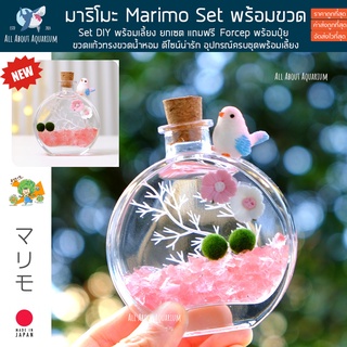 (พร้อมส่ง100%) มาริโมะ Marimo Set ขวดทรงน้ำหอม แถมฟรีอุปกรณ์ครบชุดพร้อมเลี้ยง สาหร่ายตกแต่งตู้ปลา สาหร่ายมาริโมะ ของขวัญ