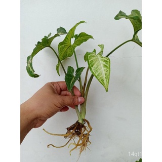 syngonium arrowhead plant手链/玫瑰/裙子/儿童/苹果/帽子/芹菜/花园/木瓜/生菜//กุหลาบ FFOD