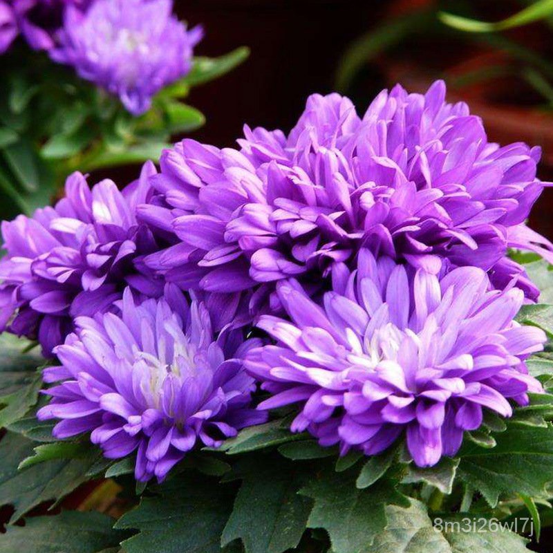 เมล็ดพันธุ์-ถูก-คละ-200pcs-bag-aster-chrysanthemum-seeds-bonsai-plant-flower-seeds-ต้นไม้มงคล-ต้นไม้จิ๋วจริงเมล็ดดอกไม