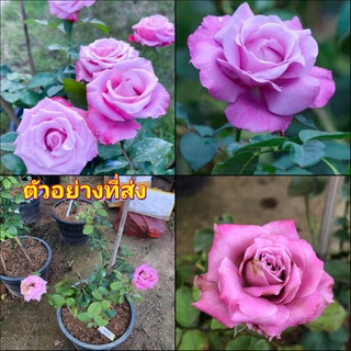 (1ต้น) ดอก ต้น กุหลาบ มาริทิม MARITIM rose buncha
