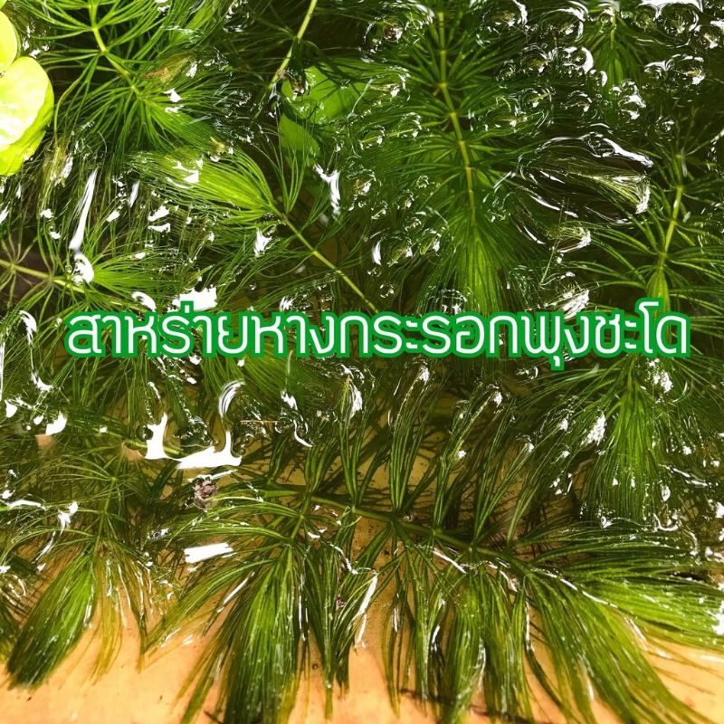 สาหร่ายหางกระรอก-ปลอดสารพิษ-ใส่บ่อเลี้ยงปลา-ราคาถูก-พร้อมส่ง