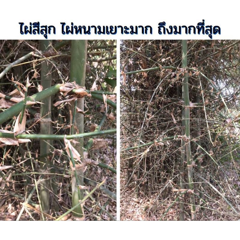 ไผ่สีสุก-ไป่มงคล-ไผ่ใช้ลำ-ไผ่กินหน่อ-ไผ่อเนกประสงค์