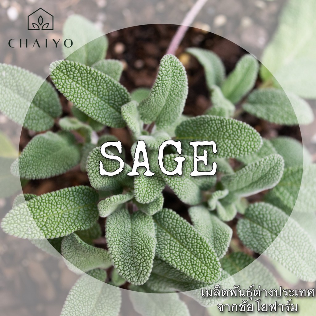 เมล็ด-sage-organic-เสธ-ออร์แกนิค