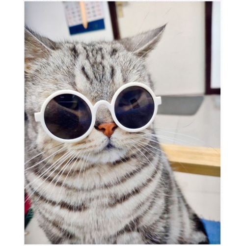 แว่นหมาแมว-แว่นตาแฟชั่นหมาแมว-พร้อมส่ง