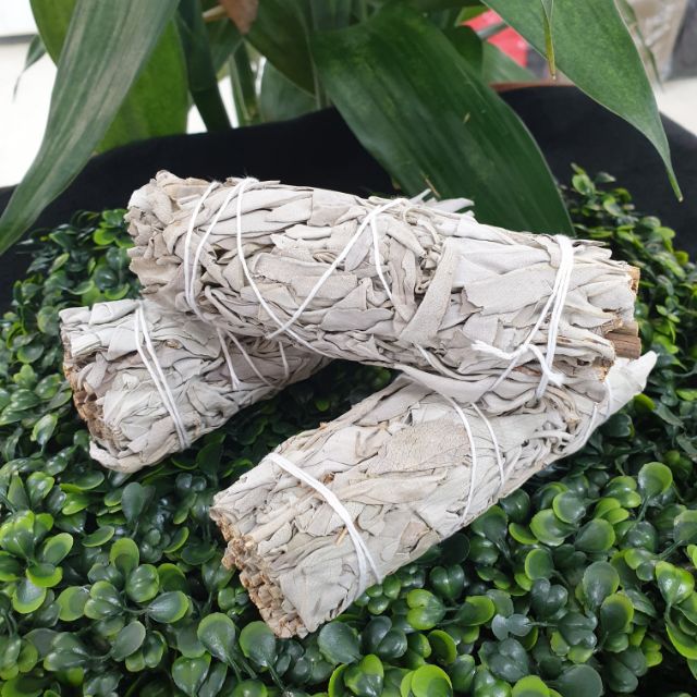 เสจ (White Sage) sacred sage | Shopee Thailand