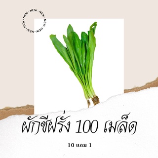 ภาพหน้าปกสินค้าเมล็ดพันธุ์ผัก ผักชีฝรั่ง 100เมล็ด 10แถม1 คละได้ ปลูกง่ายโตไว ที่เกี่ยวข้อง