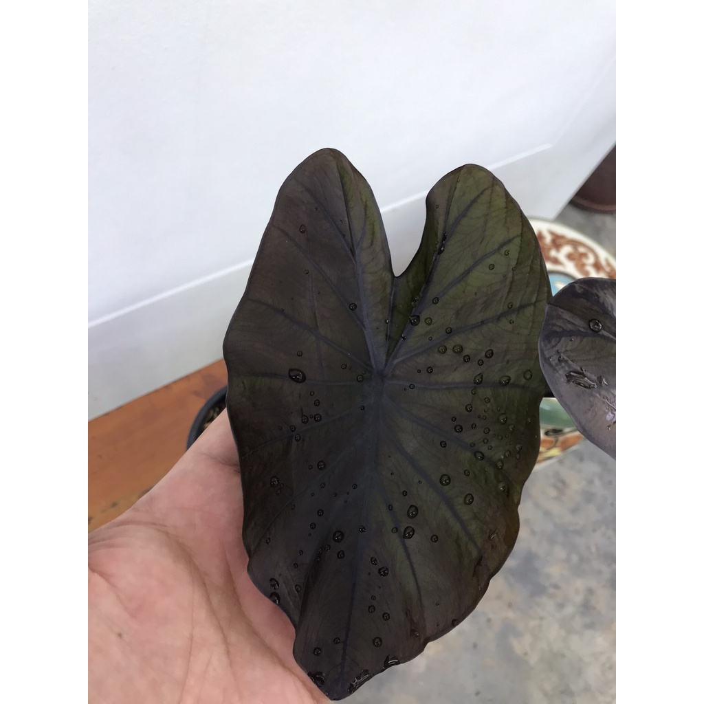 colocasia-black-coral-ได้สินค้าตามรูป-อ่านรายละเอียดก่อนสั่งซื้อ