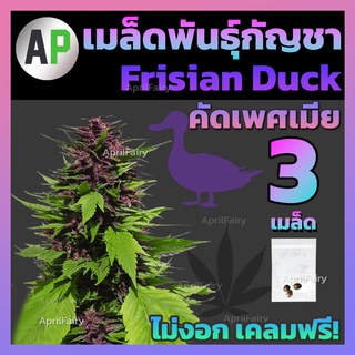 เมล็ดกัญชา Frisian Duck Auto เป็ดม่วง ออโต้ บรีดไทย เป็ด ม่วง เมล็ดพันธุ์กัญชา อัตราการงอกสูง [♀️คัดเพศเมีย] 3 เมล็ด