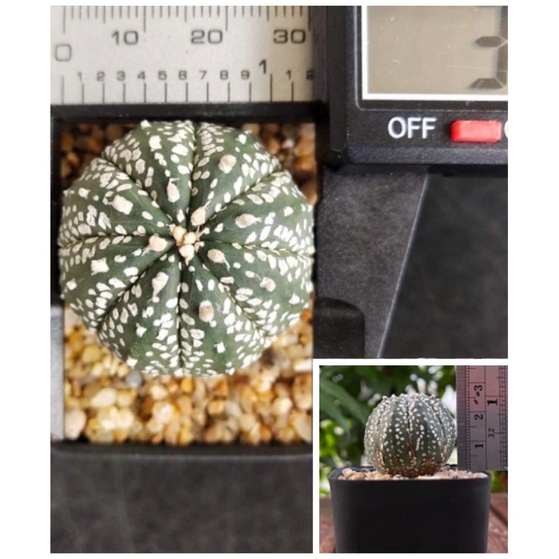 แอสโตรไฟตัม-แอสโตร-แอสโตรไฟรตัม-astrophytum