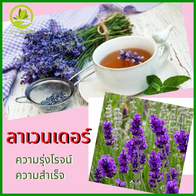 เมล็ดพันธุ์ดอกไม้-ลาเวนเดอร์-lavender-เมล็ดพันธุ์ดอกไม้นำเข้า-ดอกไม้มงคล-จัดสวน-แต่งสวน-ปลูกดอกไม้-ปลูกผัก-ผักสวนครัว