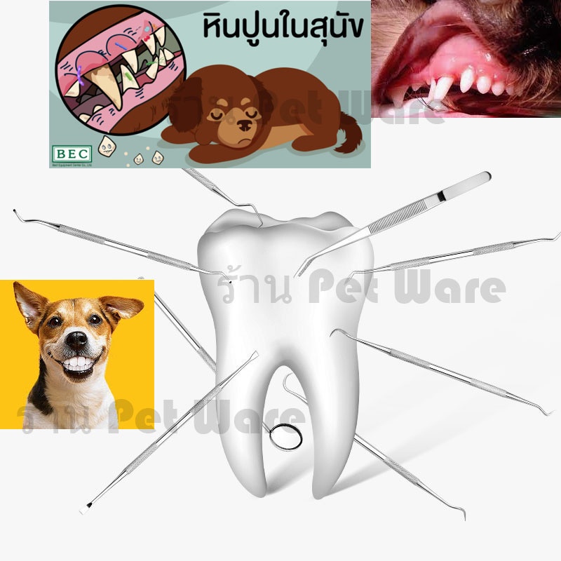 ภาพหน้าปกสินค้าขูดหินปูนสุนัข ดูแลสุขภาพฟันสุนัข ชุด 5 ชิ้น สแตนเลส 304 จากร้าน petware.aqua บน Shopee