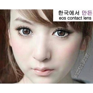 Sakura Gray (2) ซากุระ สีเทา เทา เน้นขอบดำ ตาโต โทนแบ๊ว Edge Kitty Kawaii ค่าอมน้ำสูง🔥 Contact Lens Bigeyes คอนแทคเลนส์