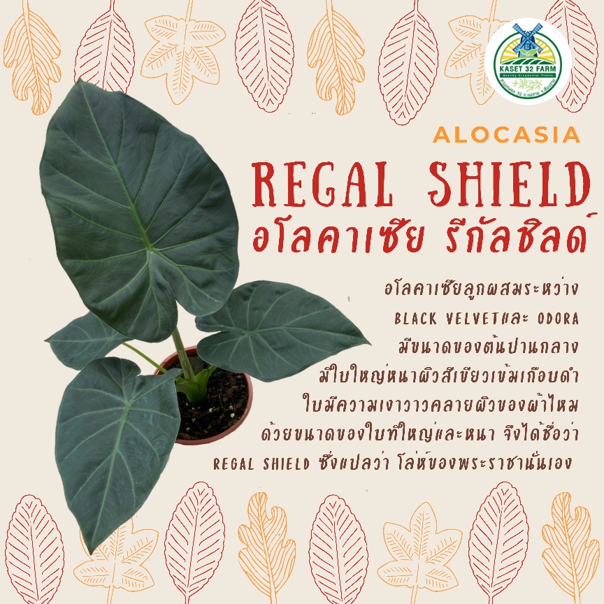 ภาพหน้าปกสินค้าอโลคาเซีย รีกัล ชิลด์ : Alocasia Regal Shield