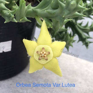 เก๋งจีน เด็ดสด Orbea semota var.lutea