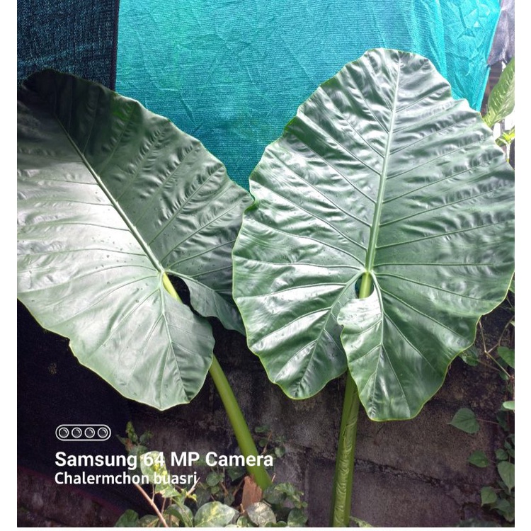 alocasia-macrorrhizos-บอนกระดาดเขียว-ยัก-ส่งตัดใบ-หัวใหญ