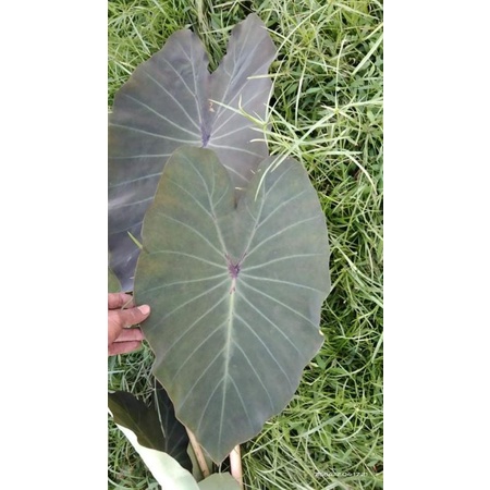 colocasia-dark-window-โคโลคาเซิยดาร์ควินโดว์