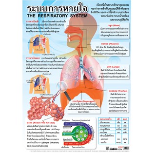 ภาพหน้าปกสินค้าโปสเตอร์เรื่องระบบการหายใจ #EQ-239 โปสเตอร์กระดาษ โปสเตอร์สื่อการเรียนการสอน ที่เกี่ยวข้อง