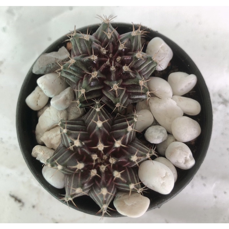 แคคตัส-ยิมโน-gymnocalycium-ผิวมัน-เขียวอมม่วง-2-ต้น