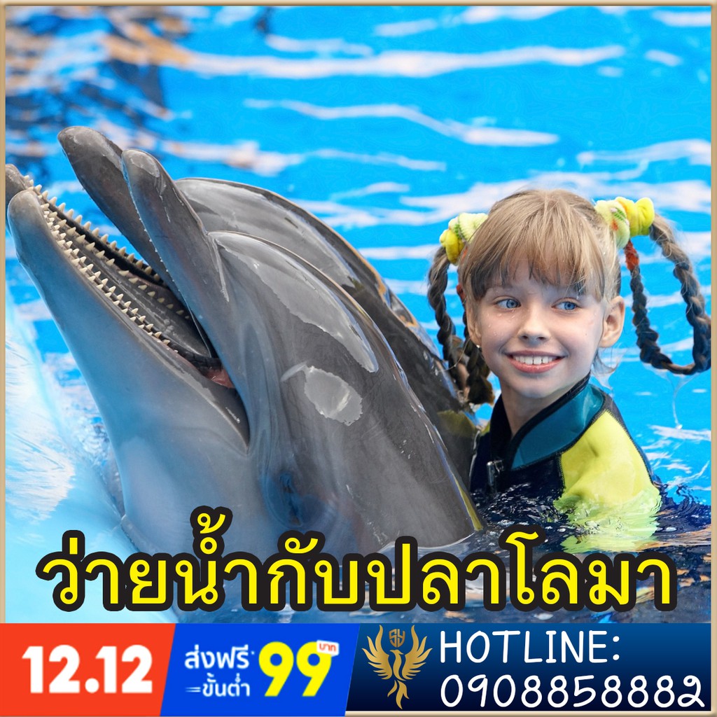 ว่ายน้ำกับปลาโลมา-swimming-with-dolphins-in-pattaya-at-dolphinarium