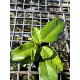 hoya globulosa.. hoya globulosa