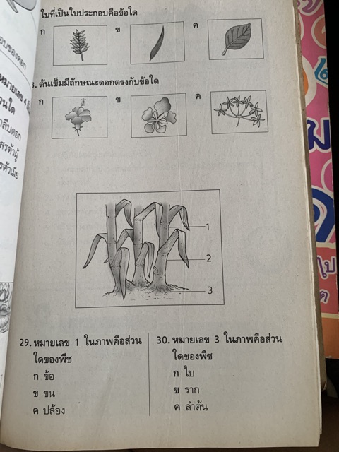 แบบฝึกวิทยาศาสตร์-ป1-มือ-1-ไม่มีเขียนสภาพเก่า