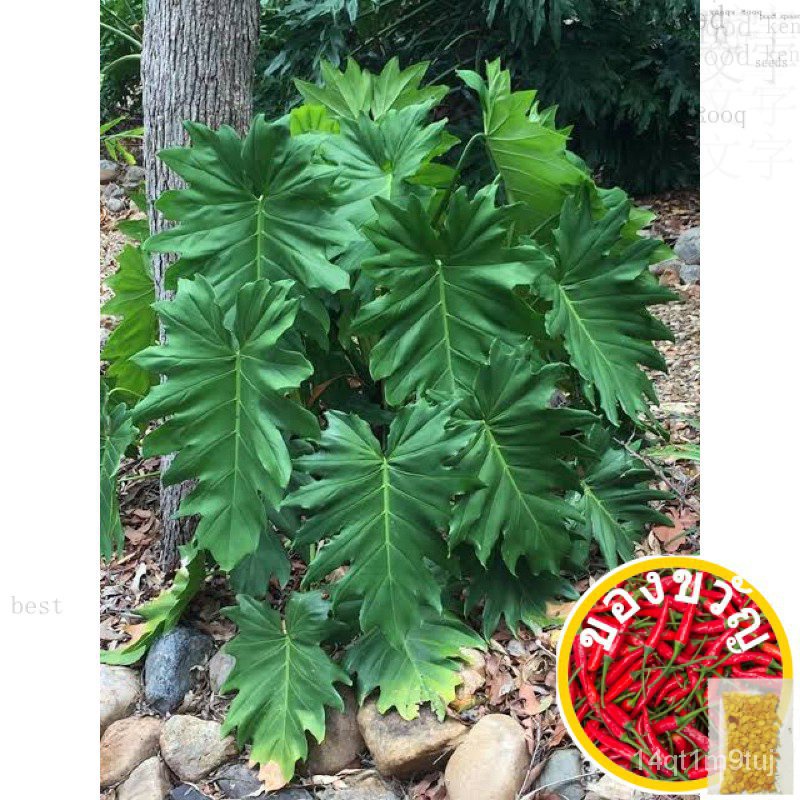 philodendron-lacerum-stem-cuttings-seeds-กุหลาบ-l0f9