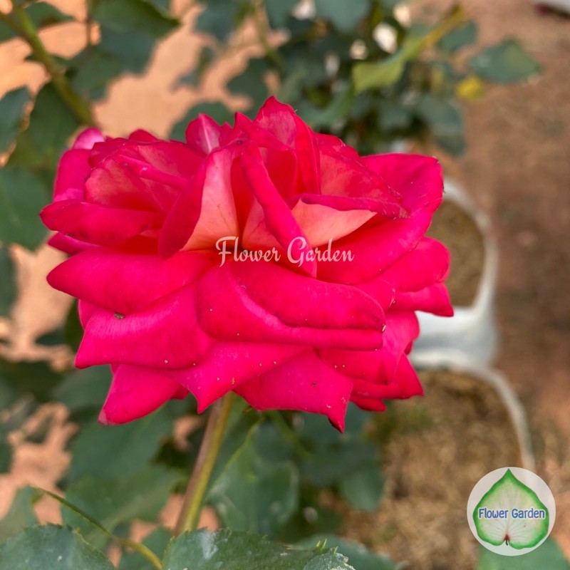 flower-garden-f512-กุหลาบ-pink-kleopatra-พิ้งค์-ครีโอพัตตรา-ดอกสีแดง-กุหลาบเยอรมัน-ส่งทั้งต้นยกถุง