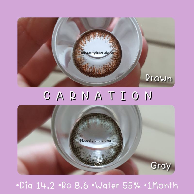 carnation-brown-gray-โตแบ๊ว-รายเดือน-มีแค่สายตาปกติ