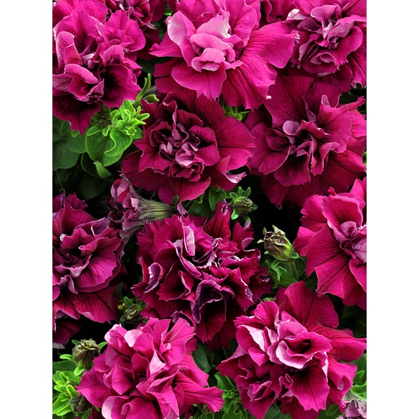 aga-shop-เมล็ดพันธุ์-พิทูเนีย-ดอกซ้อน-petunia-duo-100-เมล็ด