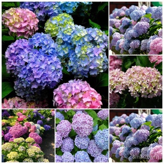 （เมล็ดพันธุ์ ถูก คละ）ของแท้ 100% พร้อมสต็อก ไฮเดรนเยีย Hydrangeas Seeds 50pcs เมล็ดพันธุ์ บอนสี เมล็ดดอกไม้ เมล็ด ZZBN