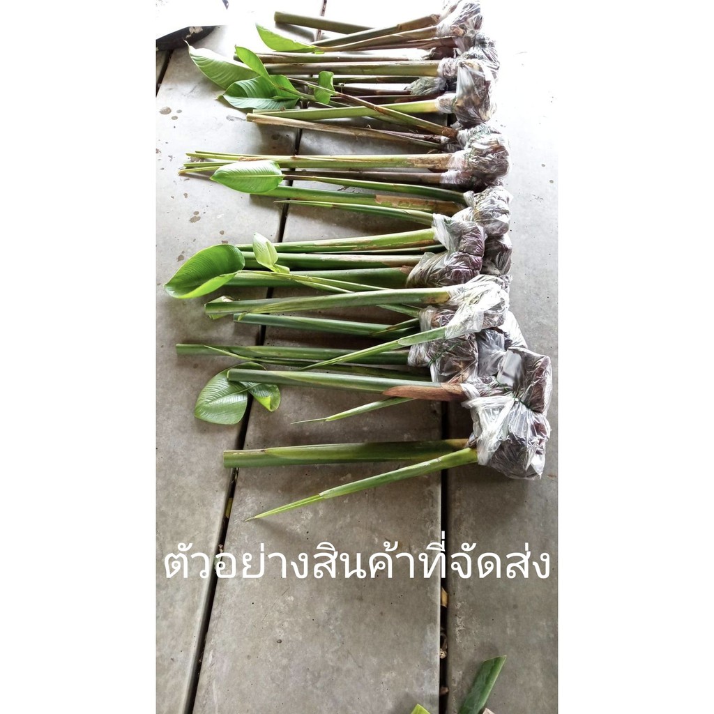 ขาย-เหง้าพันธุ์-มี7สีให้เลือก-ต้นเฮลิโคเนีย-ต้น-เฮลิโคเนีย-heliconia-heliconia-ต้น-ดอก-เหง้า-chaosuan-heliconia