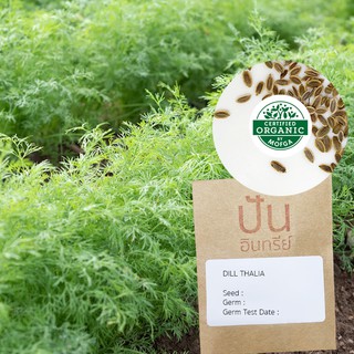 เมล็ดพันธุ์ ดิล ผักชีลาว Dill Thalia (Organic Seed) สมุนไพร50 เมล็ด (ไม่ใช่พืช)