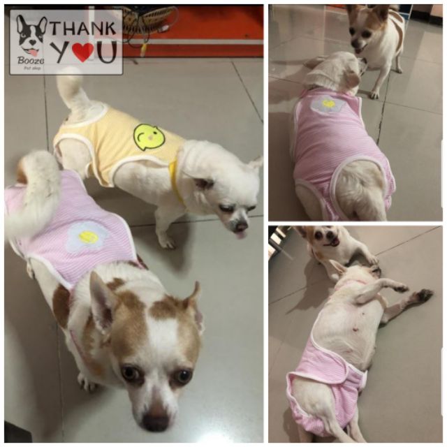 ภาพสินค้าร้านไทย ️ ชุดอนามัยสุนัข ชุดเอี๊ยมใส่เวลาเป็นฮีท หรือกันการผสมพันธุ์ กางเกงสุนัข จากร้าน boozepetshop บน Shopee ภาพที่ 8
