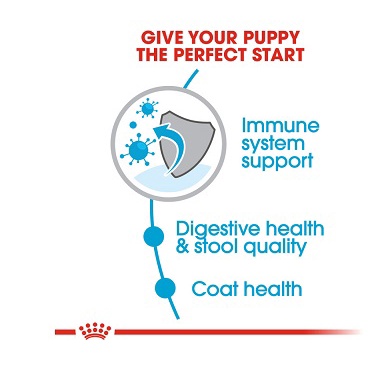 royal-canin-mini-indoor-puppy-500-g-อาหารสุนัข-สูตรสุนัขเลี้ยงในบ้าน-สำหรับลูกสุนัขพันธุ์เล็ก-ขนาด-500-กรัม