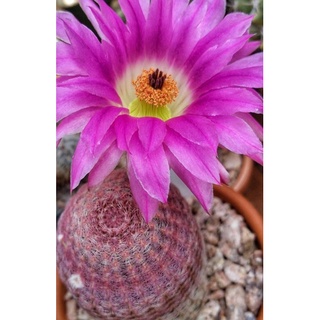 echinocereus rigidissimus (เรนโบว์แคคตัส)