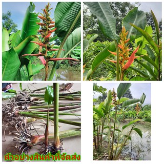 (ขาย เหง้า พันธุ์ ) เบิร์ด แฟน เบิร์ดออฟพาราไดซ์ bird of paradise เฮลิโคเนีย heliconia ปักษาสวรรค์ ต้น ดอก Pimvimon Chai