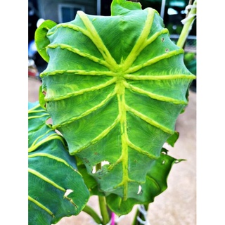 Colocasia yellow window ฟาร์โรเหลือง มีเก็บเงินมีเก็บเงินปลายทาง