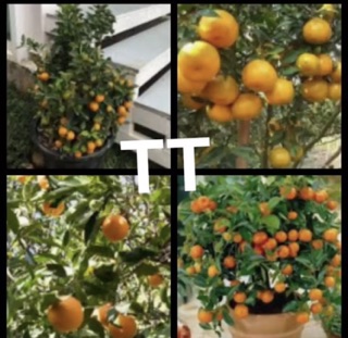 ต้นส้มจีน กิ่งทาบ/กิ่งตอน ขนาดสูง 40-50 ซม (1ต้น) ราคา 215 บาท