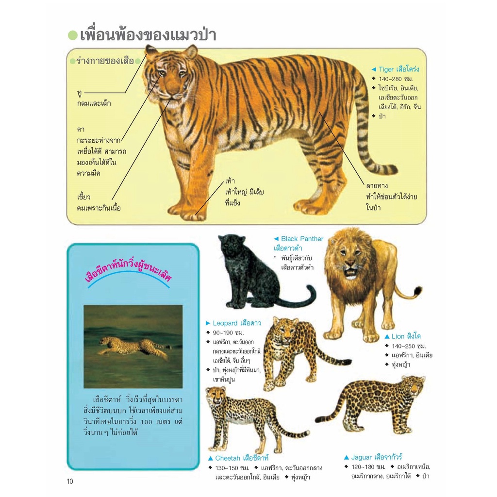 สารานุกรมรูปภาพสำหรับเด็ก-ปริศนาสัตว์