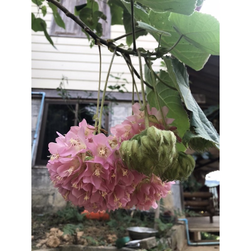 พุดตานญี่ปุ่น-dombeya-elegans-ต้นใหญ่ติดดอกพร้อมปลูก