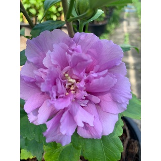 ชบาคาร์เนชั่นสีม่วง Purple double Rose of sharon ชบาคาร์เนชั่น​ พันธ์ดอกใหญ่ Hibiscus กระถาง 8 นิ้ว