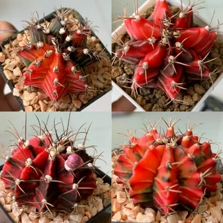 ยิมโนด่างไม้เมล็ด ยิมโนหัวสี [Lot5] กระบองเพชร จากเรือนแคคตัสสุราษฎร์ธานี photo